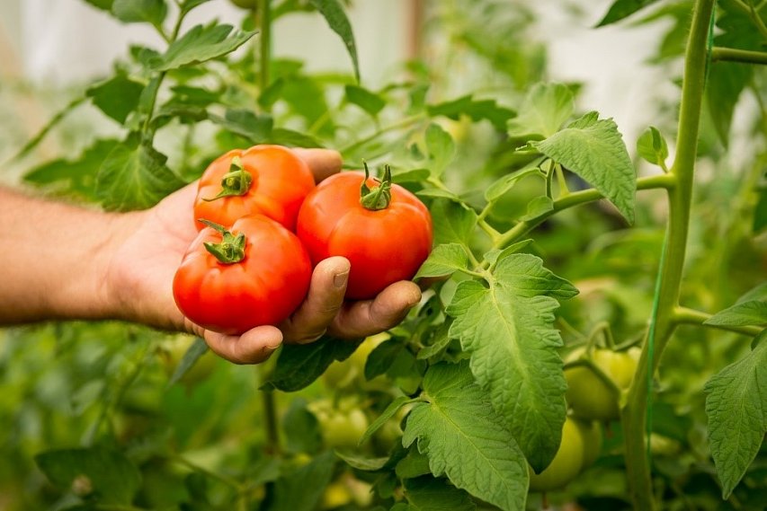 В Губкине будут выращивать экологические чистые овощи