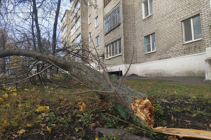 Поваленные знаки и деревья, разбитое авто и порывы ЛЭП: Михаил Лобазнов рассказал о последствиях непогоды в Губкине