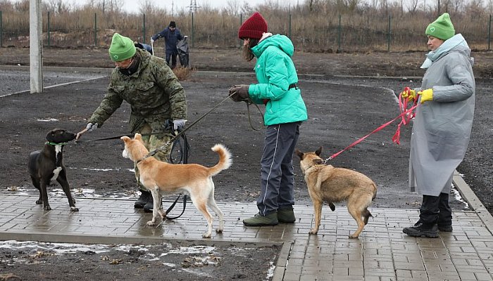 Волонтёры Лебединского ГОКа посетили губкинский приют для животных
