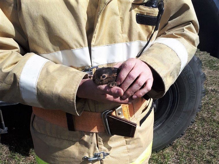 Белгородский пожарный спас зайчонка из огненной ловушки