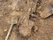 В старооскольском селе обнаружили скелет доисторического носорога ледникового периода