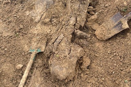 В старооскольском селе обнаружили скелет доисторического носорога ледникового периода