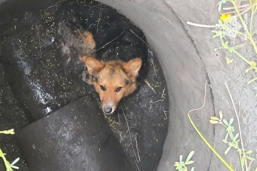 В Губкине сотрудники МЧС спасли собаку из колодца глубиной несколько метров