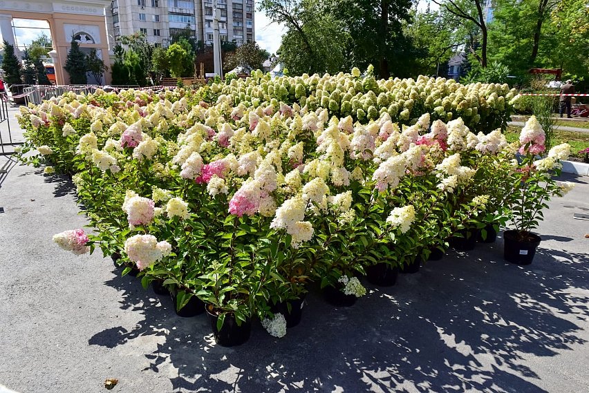 Губкинцев пригласили на фестиваль ландшафтного дизайна «Белгород в цвету»