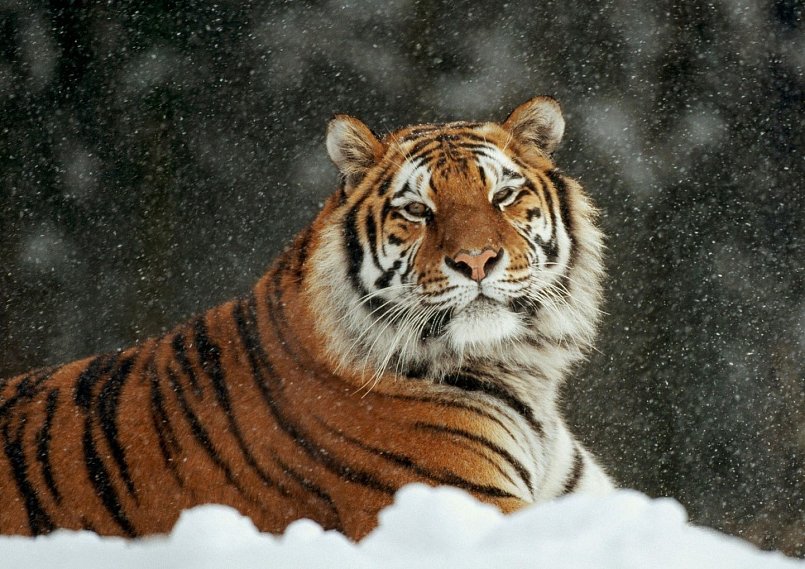 Губкинским школьникам предлагают написать письма о сохранении природы и амурских тиграх