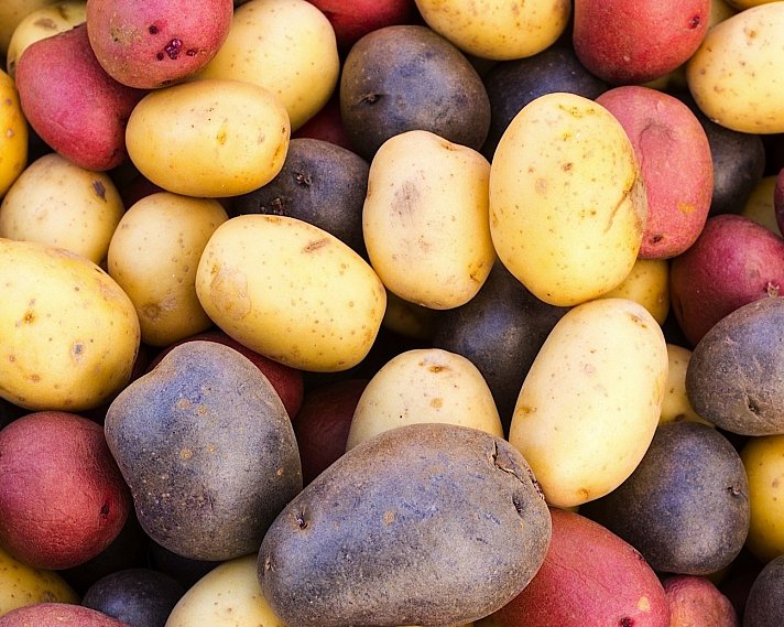 Жёлтая, белая, красная: какую картошку выбрать для посадки?