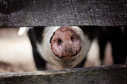 В Белгородской области зарегистрировали вспышку африканской чумы свиней