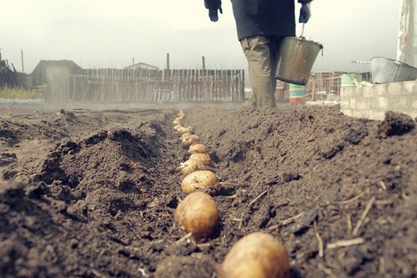 Советы губкинских огородников: как вырастить хороший урожай картофеля
