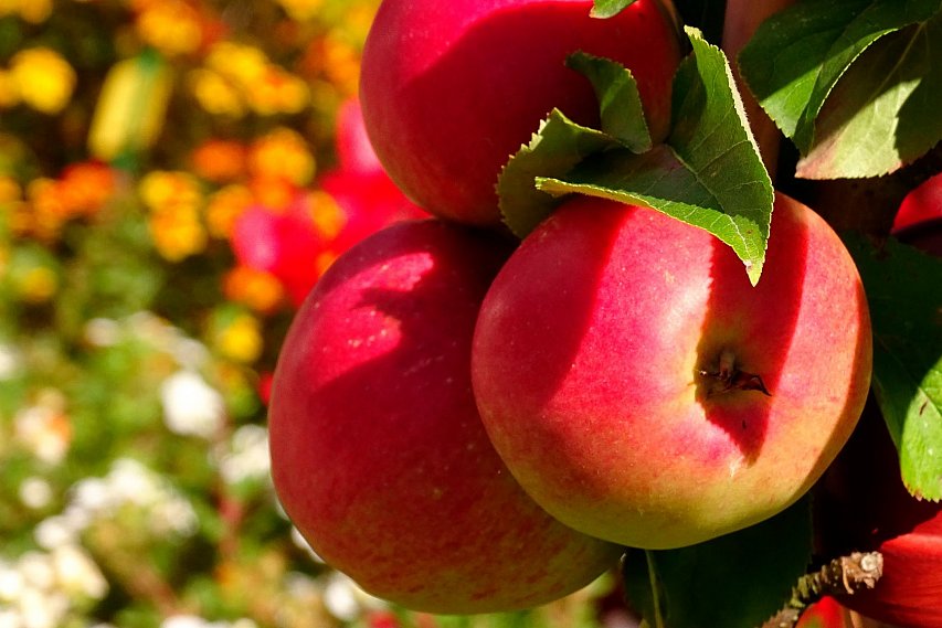34,5 тысяч тонн яблок планируют собрать в Белгородской области