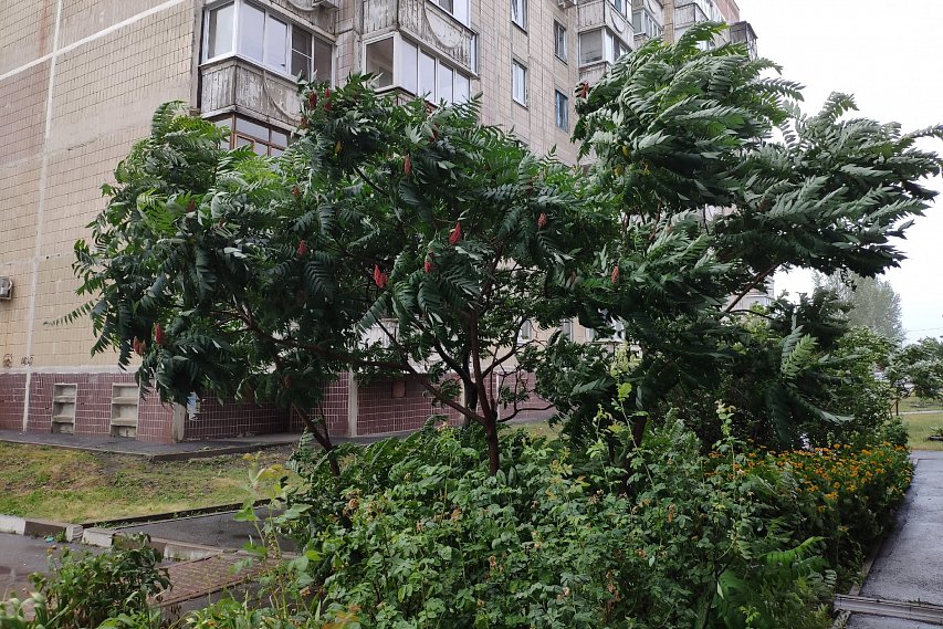 Спасатели предупредили о ливне и граде в Белгородской области