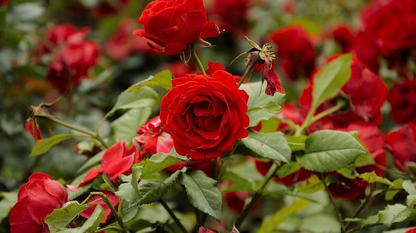 Розы - в прозе: губкинская безработная украла цветы, чтобы купить водки