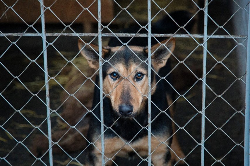 Губернатор дал неделю на решение организационных вопросов по строительству приюта для животных в Губкине