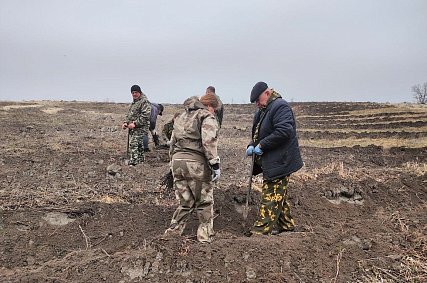 В Губкинском округе высадили 1,5 га саженцев дуба