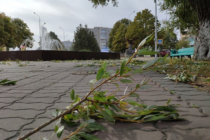 МЧС предупредило о сильном порывистом ветре в Белгородской области