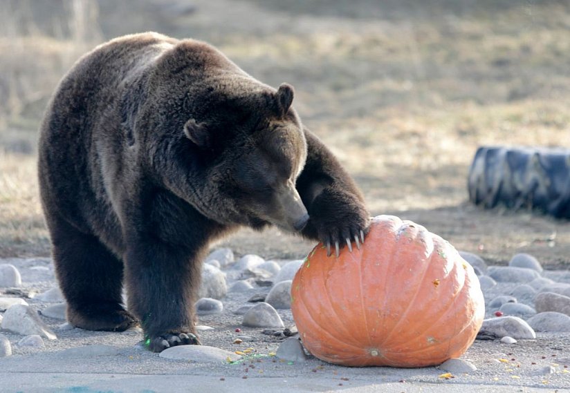 В Белгородском зоопарке за 100 дней с момента открытия побывало уже четверть миллиона посетителей
