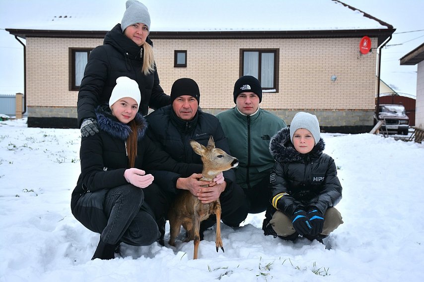 Как косулёнок стал родным для губкинской семьи Елисеевых