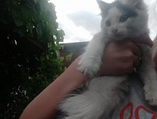 Отдам котёнка в добрые руки