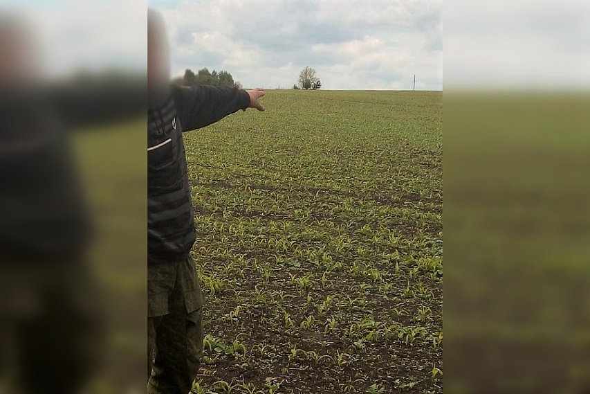 Губкинцу грозит уголовный срок за коноплю на кукурузном поле